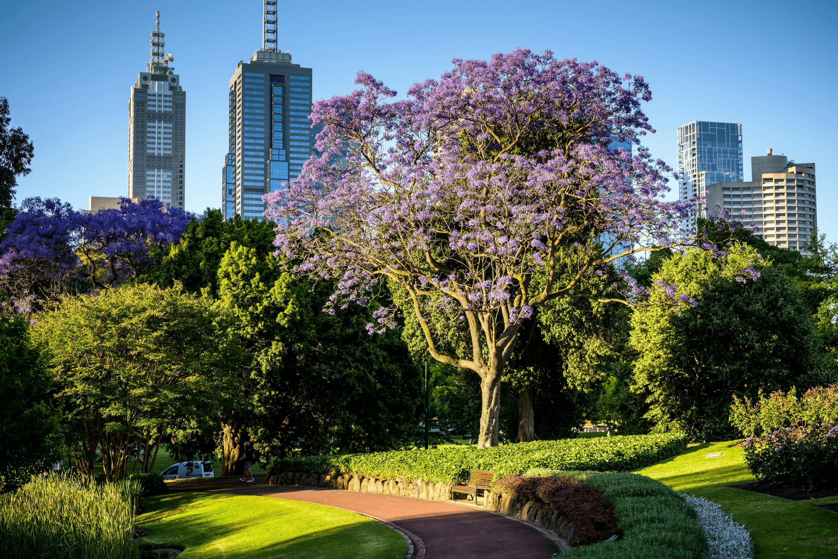 A shot of a jacaranda tree with the CBD in the background.